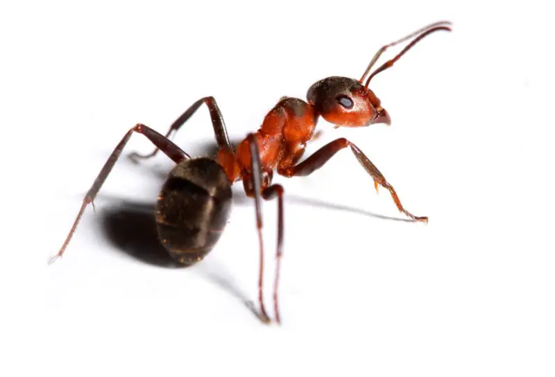 Hormigas  ecoambiente