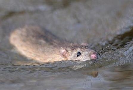 Con las lluvias proliferan las ratas