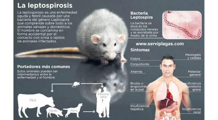 ¿Qué enfermedades nos puede contagiar una rata?