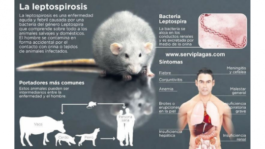 ¿Qué enfermedades pueden transmitirnos las ratas?