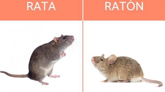 ¿Ratas o ratones? En qué se diferencian