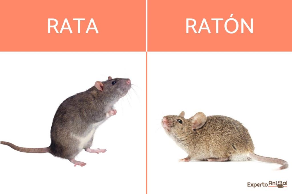¿Ratas o ratones? En qué se diferencian